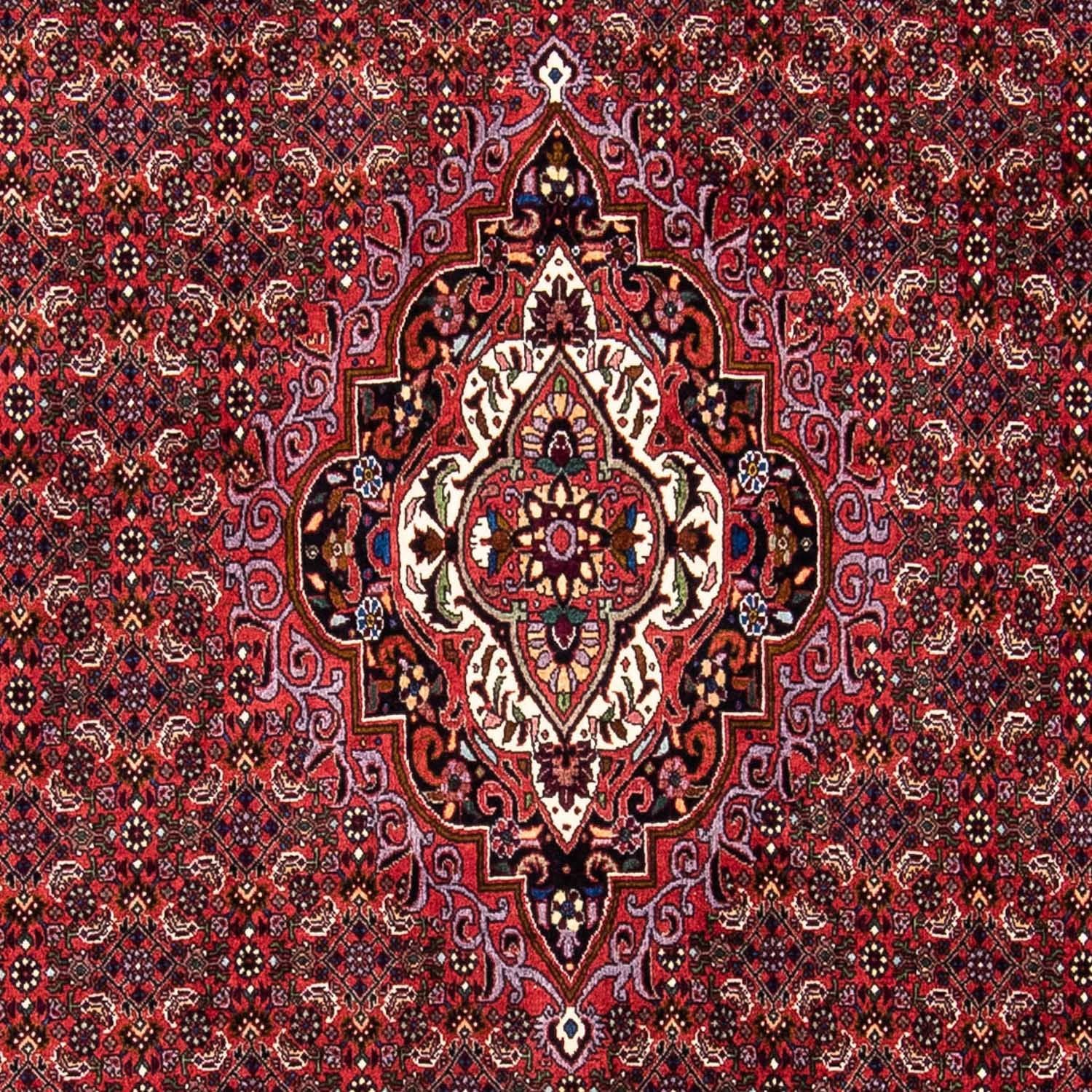 Perserteppich - Bidjar 241 x 172 cm