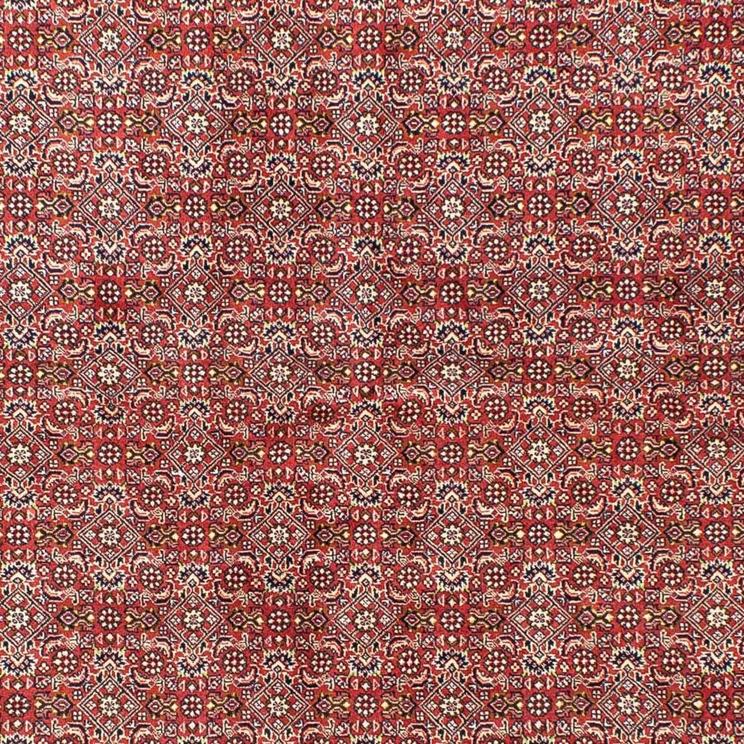 Perserteppich - Bidjar 245 x 170 cm